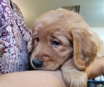 Small Photo #9 Golden Retriever Puppy For Sale in DULUTH, MN, USA
