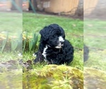Small Photo #3 Miniature Bernedoodle Puppy For Sale in SILVERTON, OR, USA