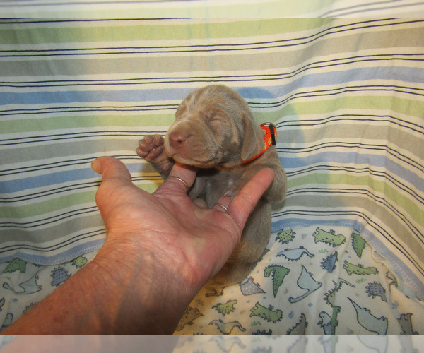 Medium Photo #33 Weimaraner Puppy For Sale in LAS ANIMAS, CO, USA