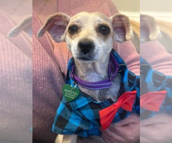 Medium Photo #2 Mutt Puppy For Sale in Silver Spring, MD, USA