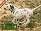 Small Photo #64 Dalmatian Puppy For Sale in ENID, OK, USA