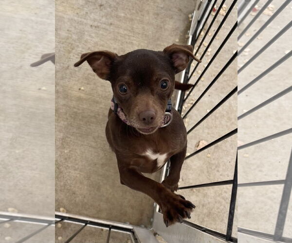 Medium Photo #2 Chug Puppy For Sale in Santa Clarita, CA, USA