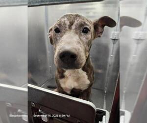 American Staffordshire Terrier-Unknown Mix Dogs for adoption in San Antonio, TX, USA