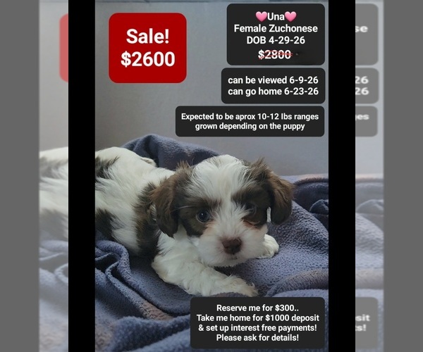 Medium Photo #1 Havanese-Zuchon Mix Puppy For Sale in TUCSON, AZ, USA