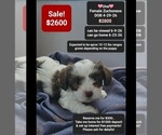 Small Havanese-Zuchon Mix