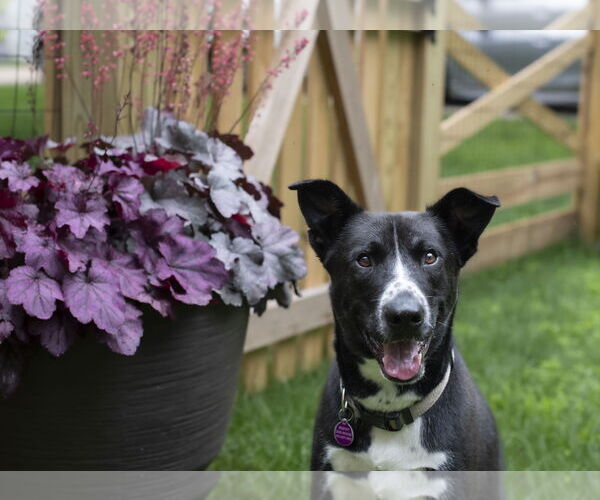 Medium Photo #8 Mutt Puppy For Sale in Arlington, VA, USA