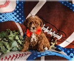 Small Photo #5 Poodle (Toy) Puppy For Sale in LINCOLN UNIVERSITY, PA, USA