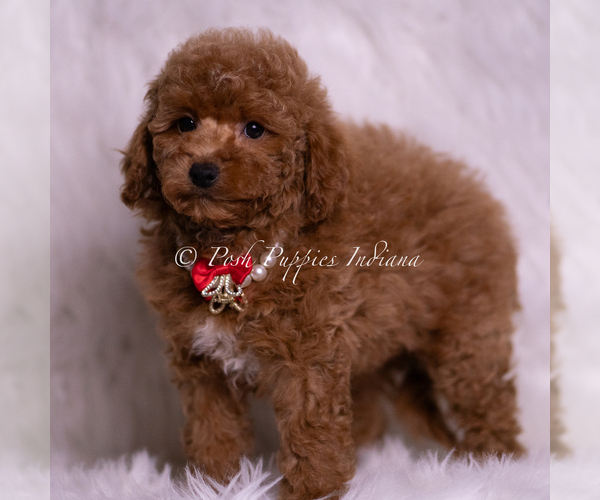 Medium Photo #4 Maltipoo (Miniature) Puppy For Sale in WARSAW, IN, USA
