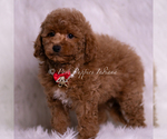Small Photo #4 Maltipoo (Miniature) Puppy For Sale in WARSAW, IN, USA