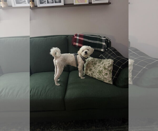 Medium Photo #2 Shih-Poo Puppy For Sale in Lancaster, PA, USA