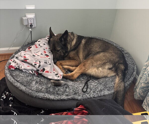 Medium Photo #6 German Shepherd Dog Puppy For Sale in Centreville, VA, USA
