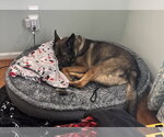 Small #5 German Shepherd Dog