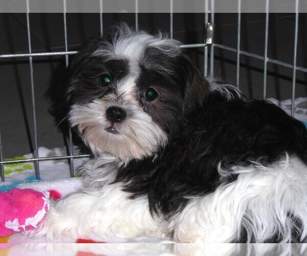 Medium Photo #15 Mal-Shi Puppy For Sale in ORO VALLEY, AZ, USA