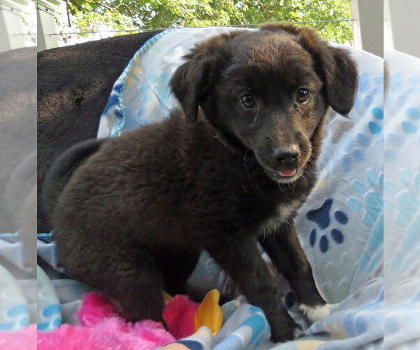 Medium Photo #4 Pom-A-Poo Puppy For Sale in Grovertown, IN, USA