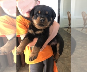 Rottweiler Puppy for sale in GOSHEN, IN, USA