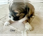 Puppy Ollie Lhasa Apso
