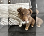 Puppy Puppy 4 Australian Shepherd
