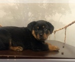 Small Photo #19 Rottweiler Puppy For Sale in ANTIOCH, CA, USA