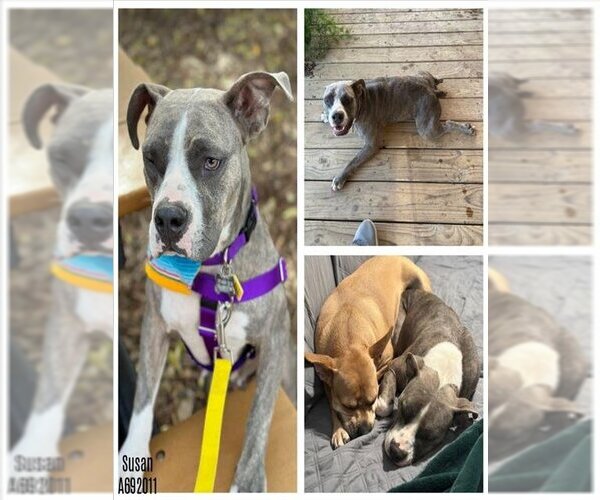 Medium Photo #1 American Staffordshire Terrier Puppy For Sale in San Antonio, TX, USA