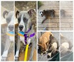 Small American Staffordshire Terrier
