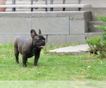 Small #9 French Bulldog