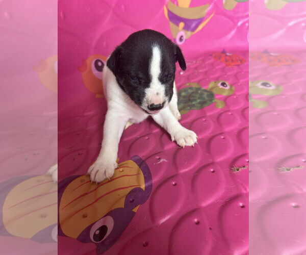 Medium Photo #3 - Mix Puppy For Sale in The Woodlands, TX, USA