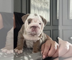 Bulldog Puppy for sale in MANSFIELD, TX, USA
