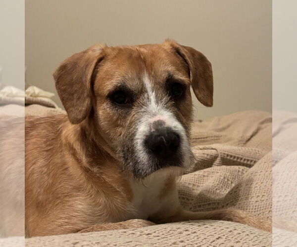 Medium Photo #1 Mutt Puppy For Sale in Canton, CT, USA