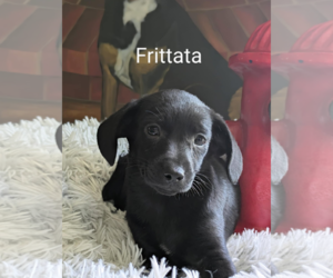 Chihuahua-Unknown Mix Dogs for adoption in Fresno, CA, USA