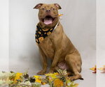 JEFF - Male Mutt Dog for Adoption - Small photo
