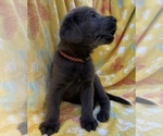Small Photo #14 Labrador Retriever Puppy For Sale in HOLLY SPRINGS, NC, USA