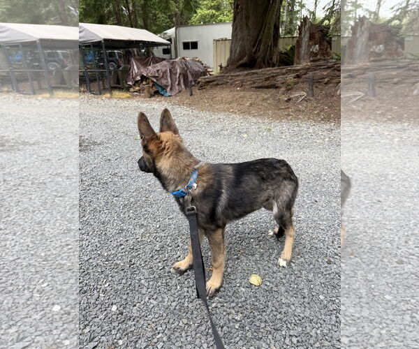 Medium Photo #3 German Shepherd Dog Puppy For Sale in Seattle, WA, USA