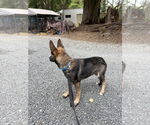 Small #2 German Shepherd Dog