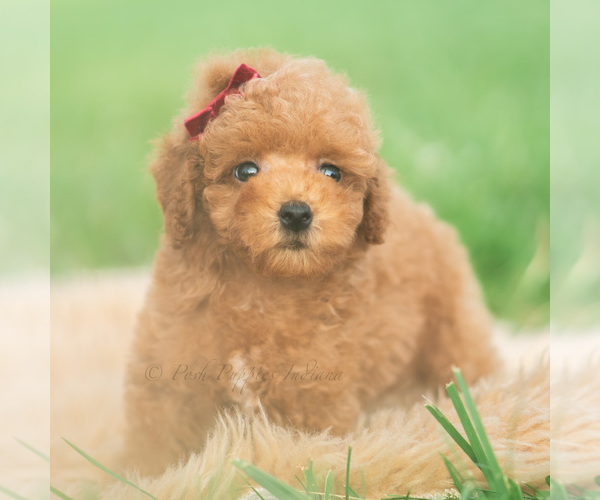 Medium Photo #7 Poodle (Toy) Puppy For Sale in WARSAW, IN, USA