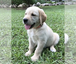 Golden Labrador Puppy for Sale in ABBEVILLE, South Carolina USA