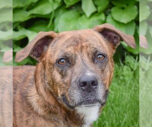 American Staffordshire Terrier-Boxer Mix Dogs for adoption in Huntley, IL, USA