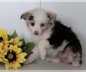 Miniature Australian Shepherd Puppy for sale in FREDERICKSBURG, OH, USA