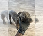 Small #1 American French Bull Terrier