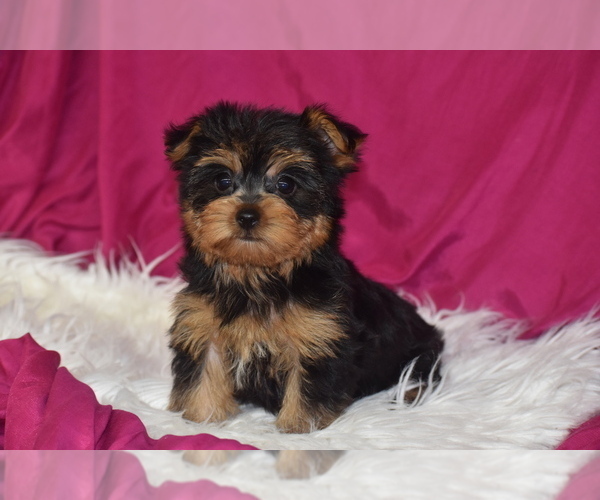 Medium Photo #4 Yorkshire Terrier Puppy For Sale in ELDORADO, OH, USA
