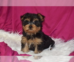 Small #3 Yorkshire Terrier