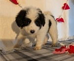 Puppy 4 Samoyed