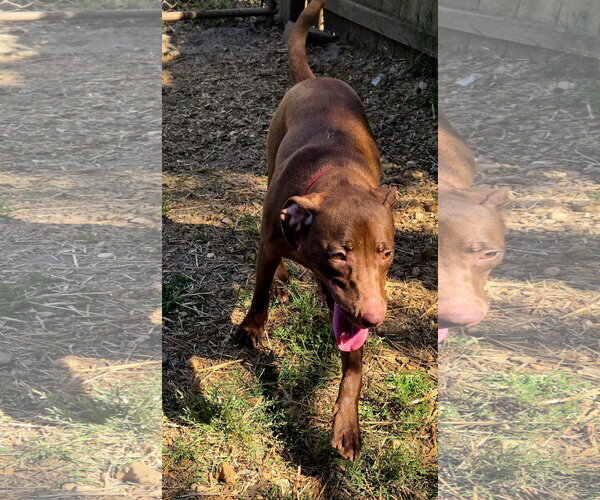 Medium Photo #1 Labrador Retriever-Unknown Mix Puppy For Sale in Jackson, MS, USA