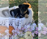 Puppy 5 Rottweiler-Sharberian Husky Mix
