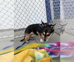 Chihuahua Dogs for adoption in Bakersfield, CA, USA