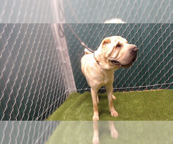 Medium Photo #1 Chinese Shar-Pei Puppy For Sale in Downey, CA, USA