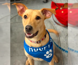 Chihuahua-Labrador Retriever Mix Dogs for adoption in Brooklyn Center, MN, USA