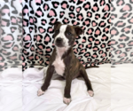 Small #7 Labrador Retriever-Plott Hound Mix