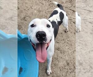 CHANCE - Male Mutt Dog for Adoption - Photo #3