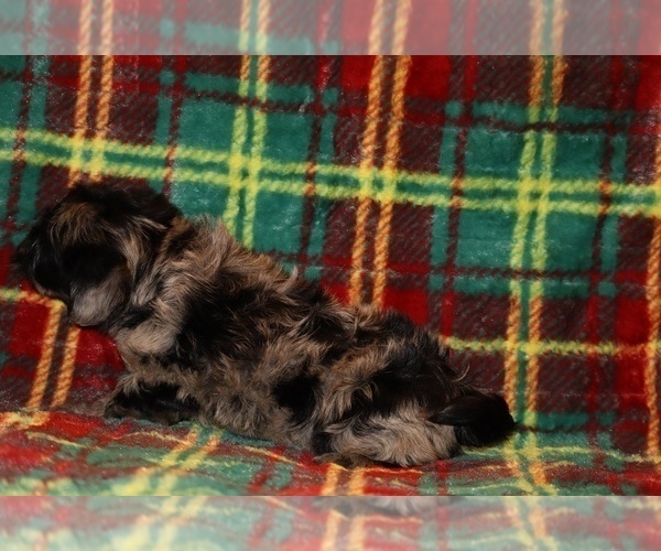 Medium Photo #6 Yorkiepoo mix (+ Poodle Toy) Puppy For Sale in DYERSBURG, TN, USA