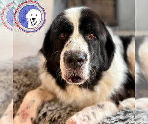 Great Pyrenees-Unknown Mix Dogs for adoption in Spring, TX, USA